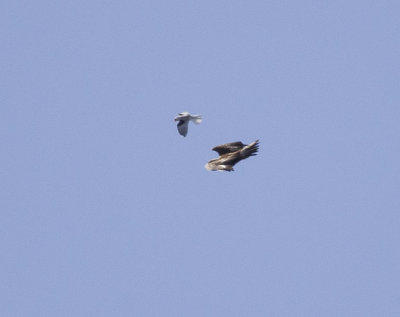 White-tailed Kite and Golden Eagle 3
