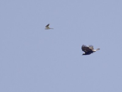 White-tailed Kite and Golden Eagle 4