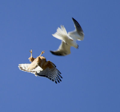 Red-shouldered Hawk and White-tailed Kite