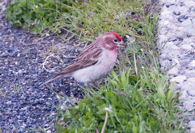 Cassin's Finches