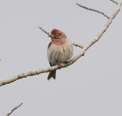 Cassin's Finch