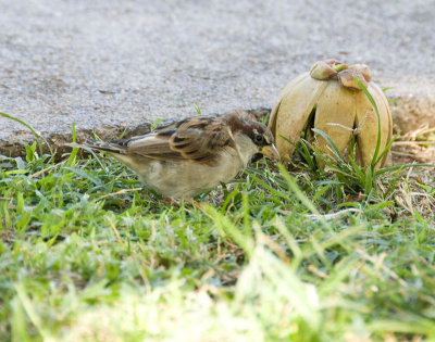 House Sparrow