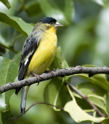 Lesser Goldfinches