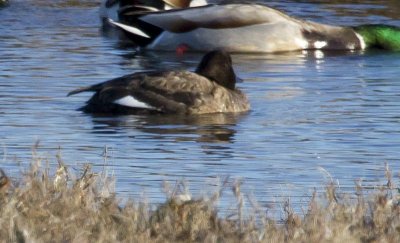 White-winged Scoter