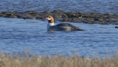 Common Merganser, female