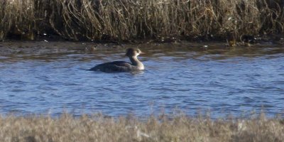 Red-breasted Merganser, female