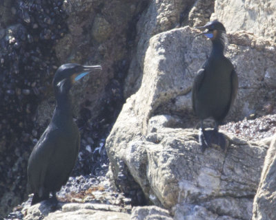 Brandt's Cormorants