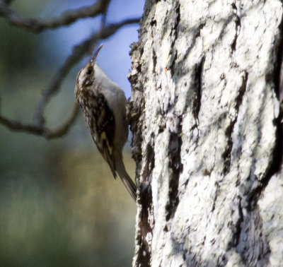 Brown Creeper