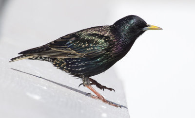 European Starling