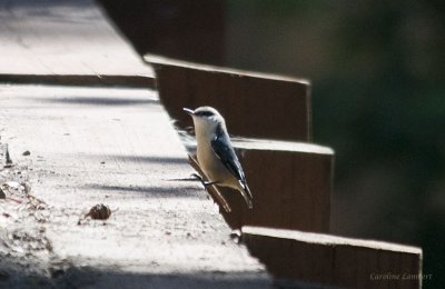 Pygmy Nuthatch