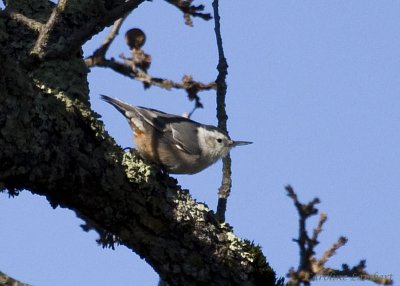 White-breasted Nuthatch
