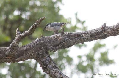 White-breasted Nuthatch
