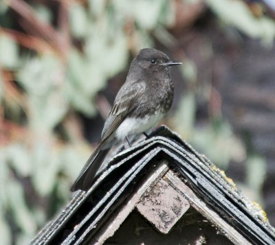 Black Phoebe