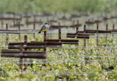 Cassin's Kingbird