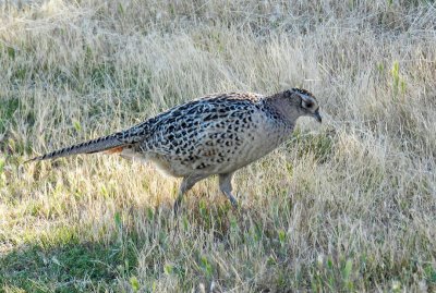 Red-necked Pheasant, female