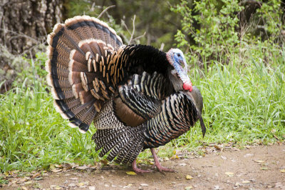 Wild Turkey