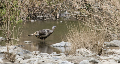 Wild Turkey