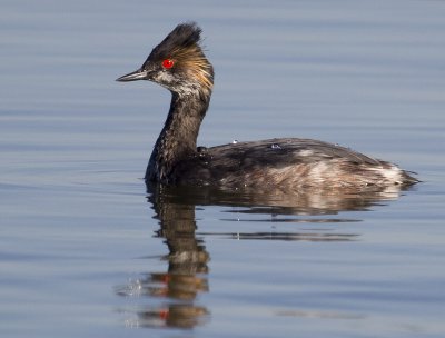 Eared Grebe