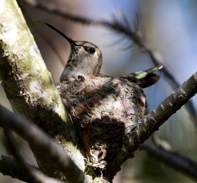 Nesting female Anna's Hummingbird