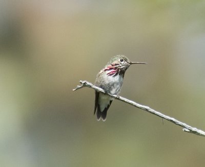 Calliope Hummingbird