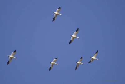 Snow Geese