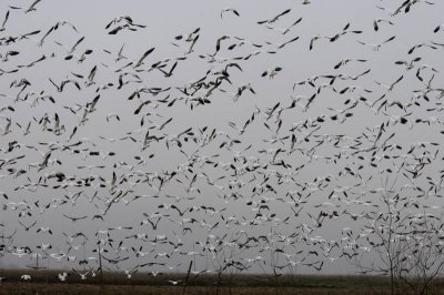 Mostly Snow Geese