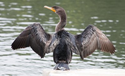 Double-crested Cormorant