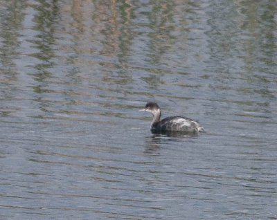 Eared Grebe