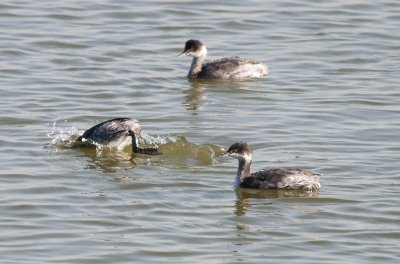 Eared Grebes