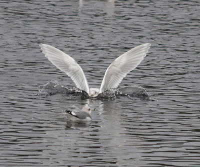 Glaucous-winged Gull landing