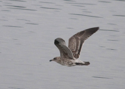 Western Gull first year