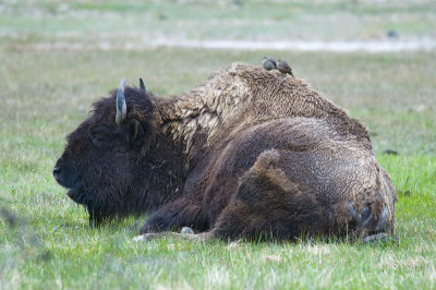 Cowbirds and Bison