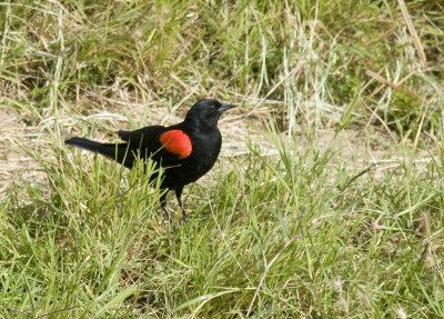 Red-winged Blackbird