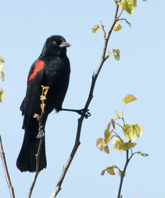 Red-winged Blackbirds