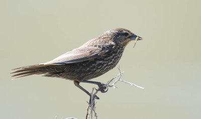 Red-winged Blackbird, female