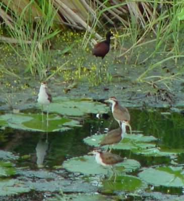 Northern Jacanas