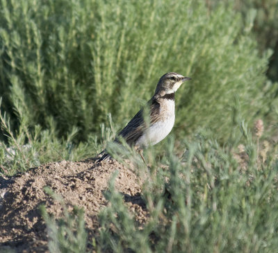 Female Horned Lark