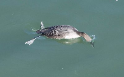 Common Loon starting a dive