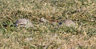 Burrowing Owls