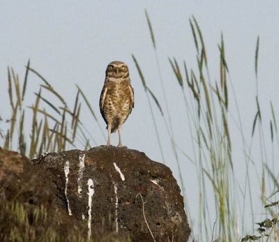 Burrowing Owl