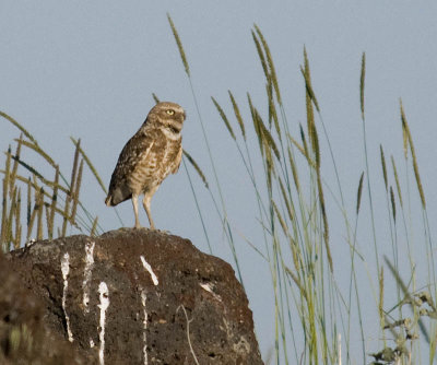 Burrowing Owl