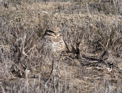 Burrowing Owl