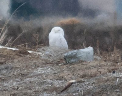 Snowy Owl