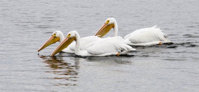 American White Pelicans