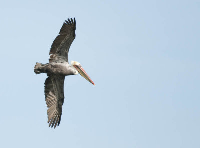 Brown Pelican