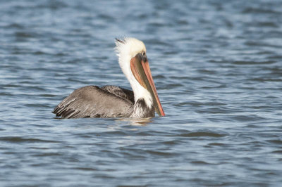 Brown Pelican