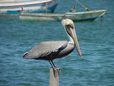 Brown Pelican