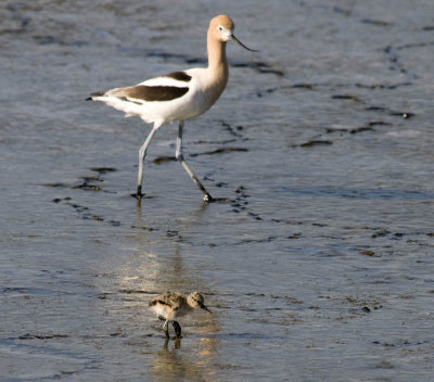 American Avocet with chick