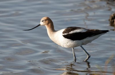 American Avocet