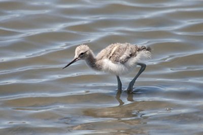 American Avocet chick